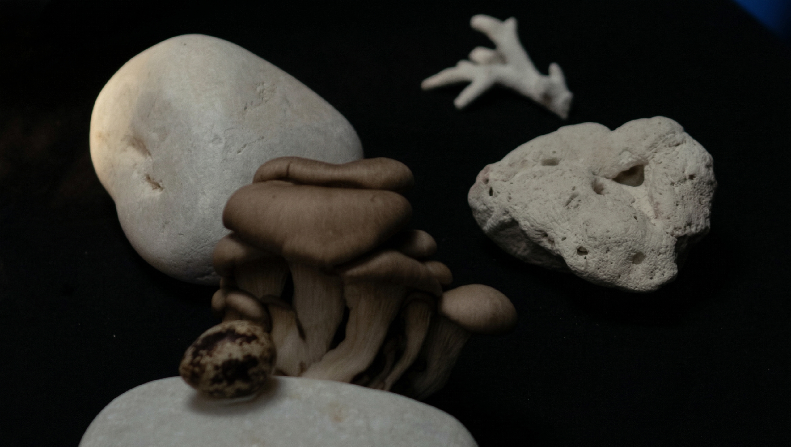 Assorted rocks and brown mushrooms on a dark background displaying natural textures and contrasts
